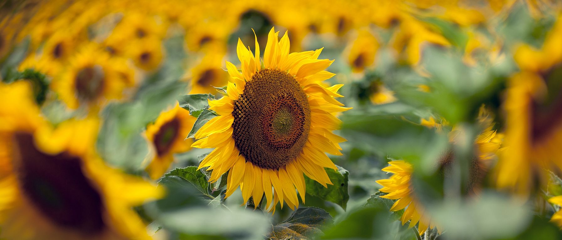 sun flowers