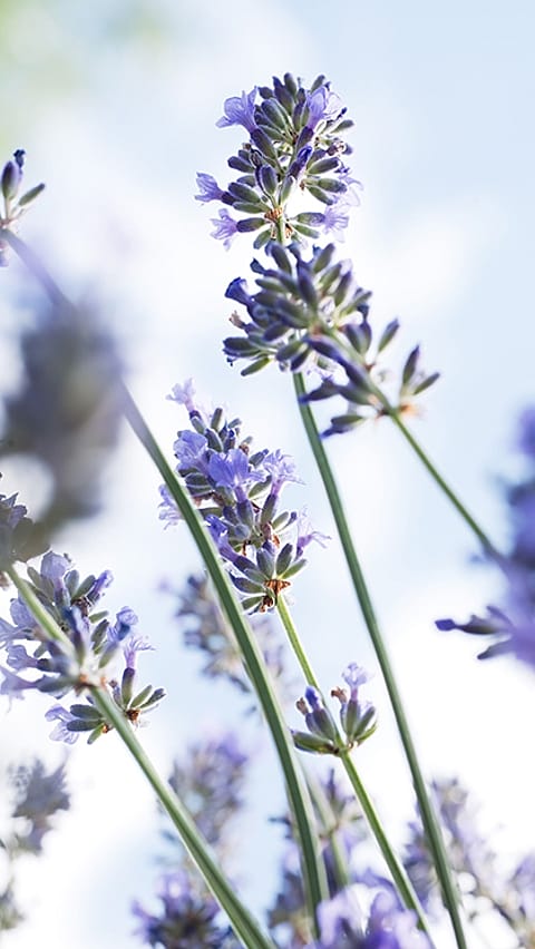 flowers in the sky