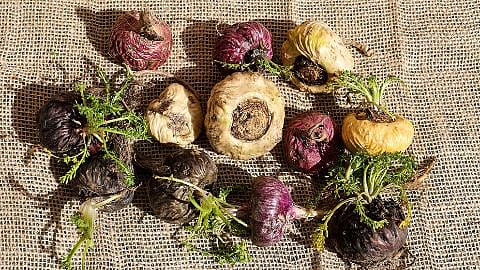 maca roots