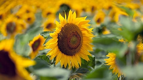 sun flowers